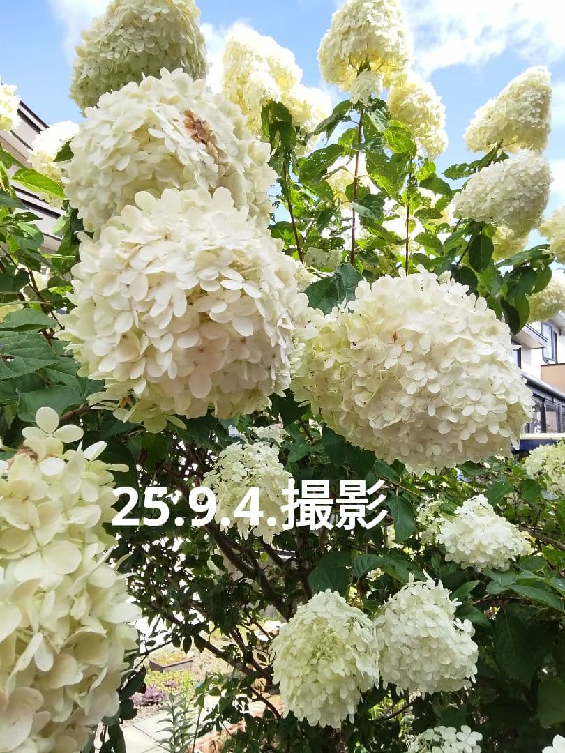 2024.10　ピラミッドアジサイ　　13写真画面から2025年９月現在