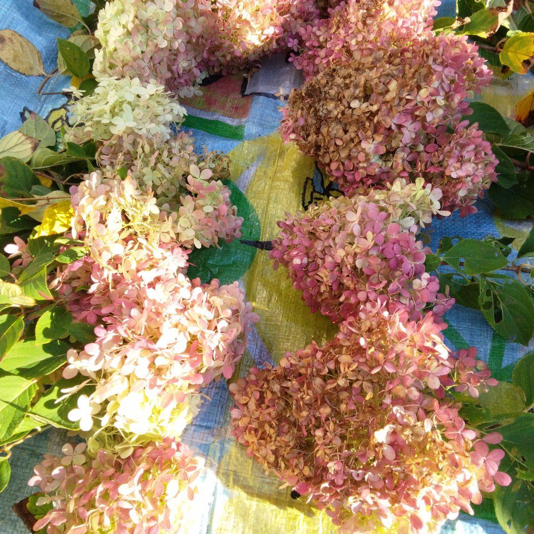 2024.10　ピラミッドアジサイ　　13写真画面から2025年９月現在