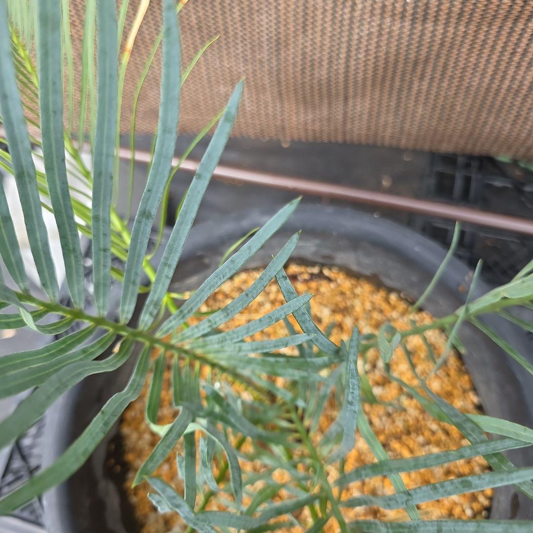 サイカスコッツシアーナ