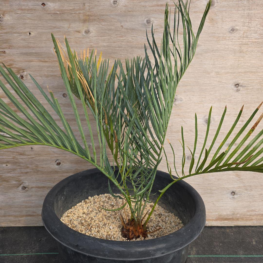 サイカスコッツシアーナ