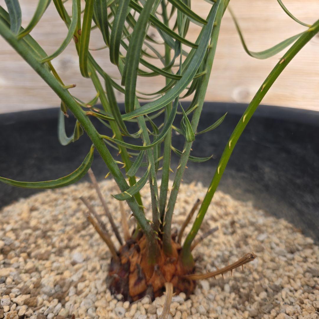 サイカスコッツシアーナ