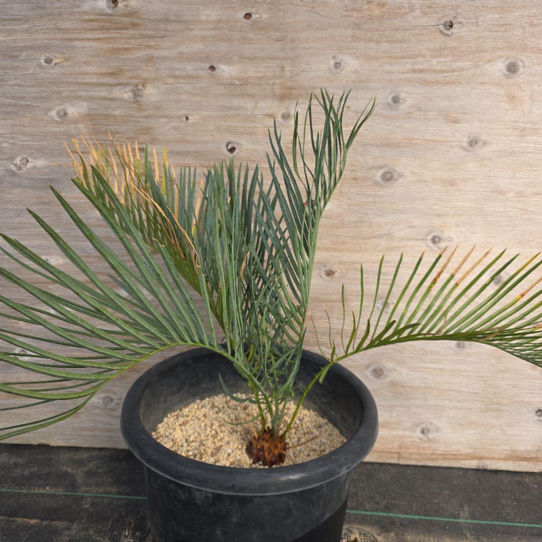 サイカスコッツシアーナ