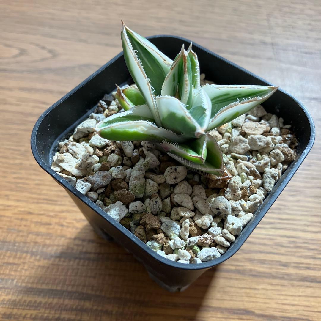 速達【鉢ごと発送】希少　超選抜　特大　アガべ　チタノタ　豆豆龍錦　覆輪斑　TC