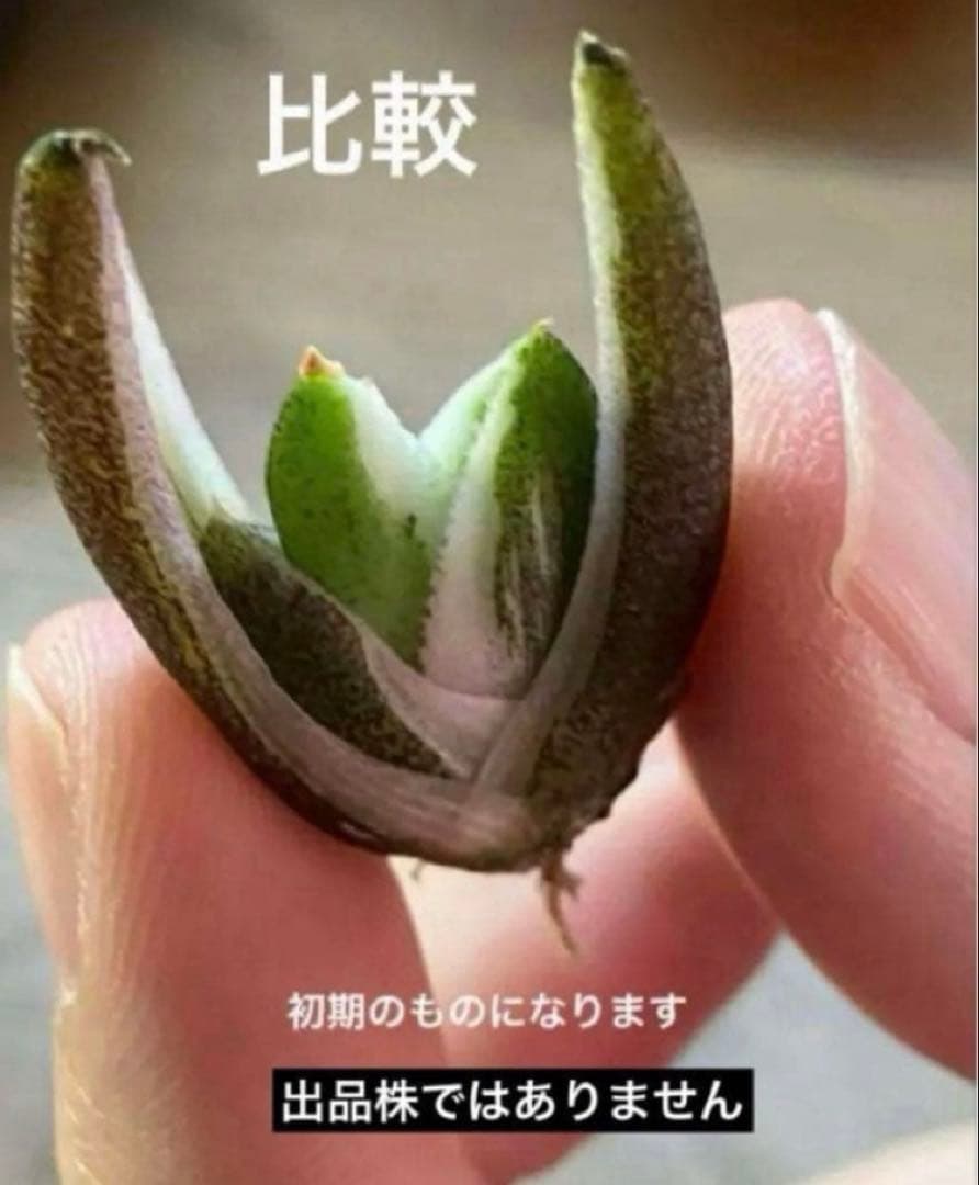 速達【鉢ごと発送】希少　超選抜　特大　アガべ　チタノタ　豆豆龍錦　覆輪斑　TC