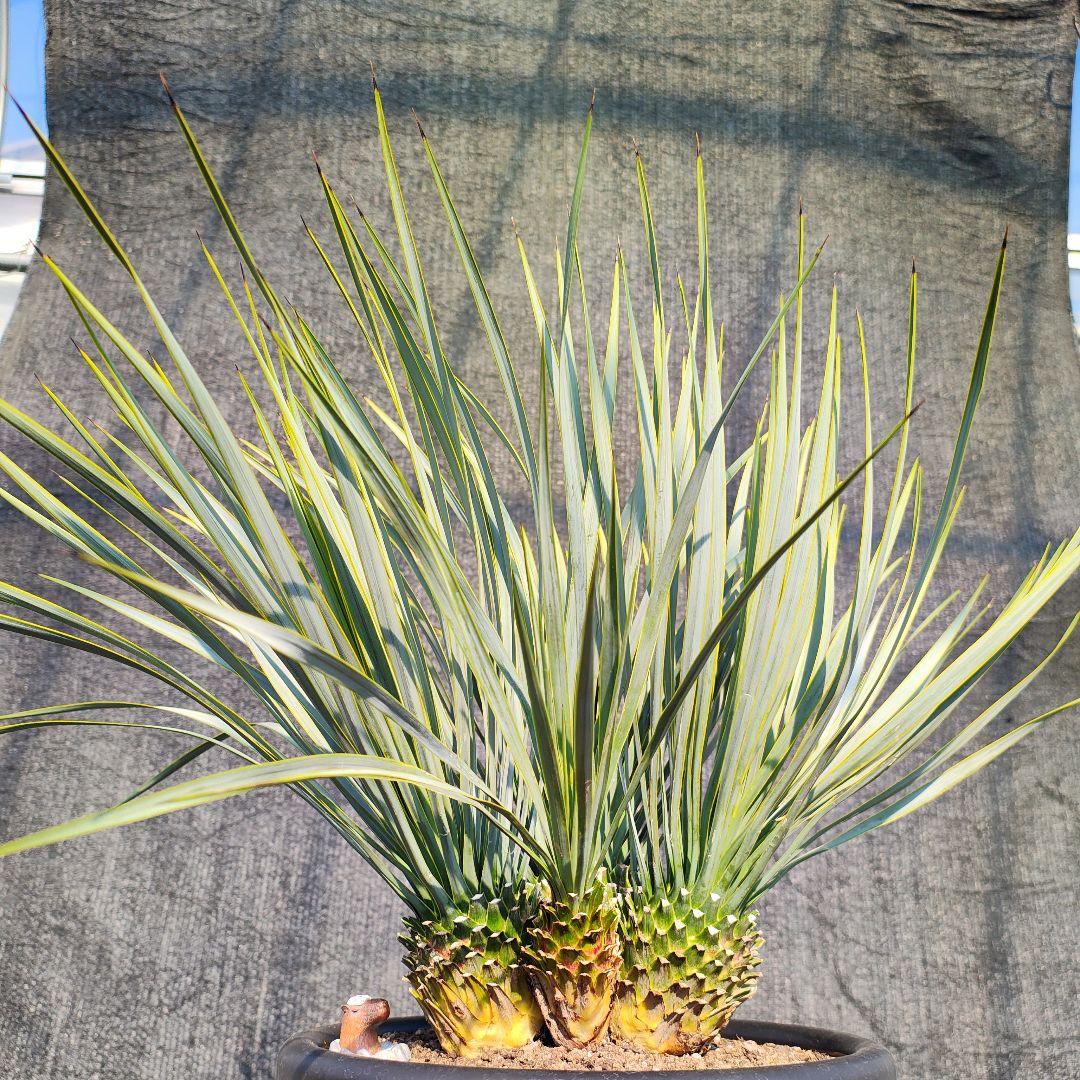 ロストラータ Hyb ふぉ－ヘッド