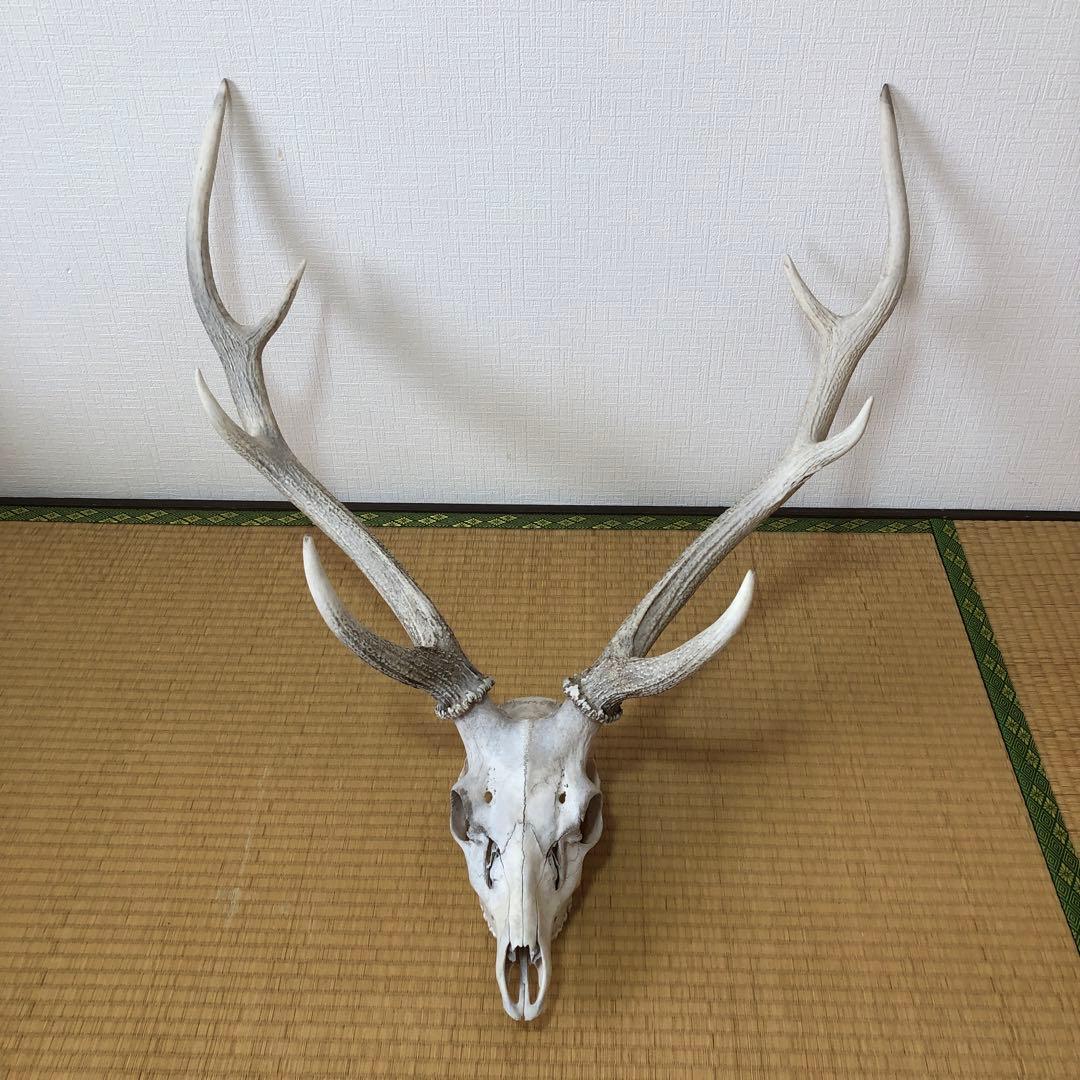 エゾシカのツノ 鹿の角 北海道 天然物 野生