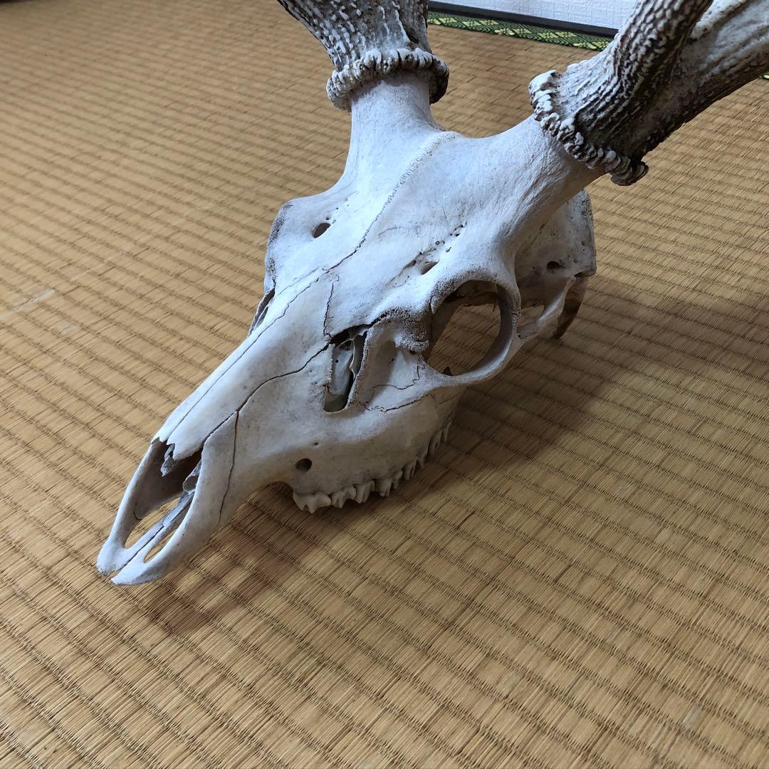 エゾシカのツノ 鹿の角 北海道 天然物 野生