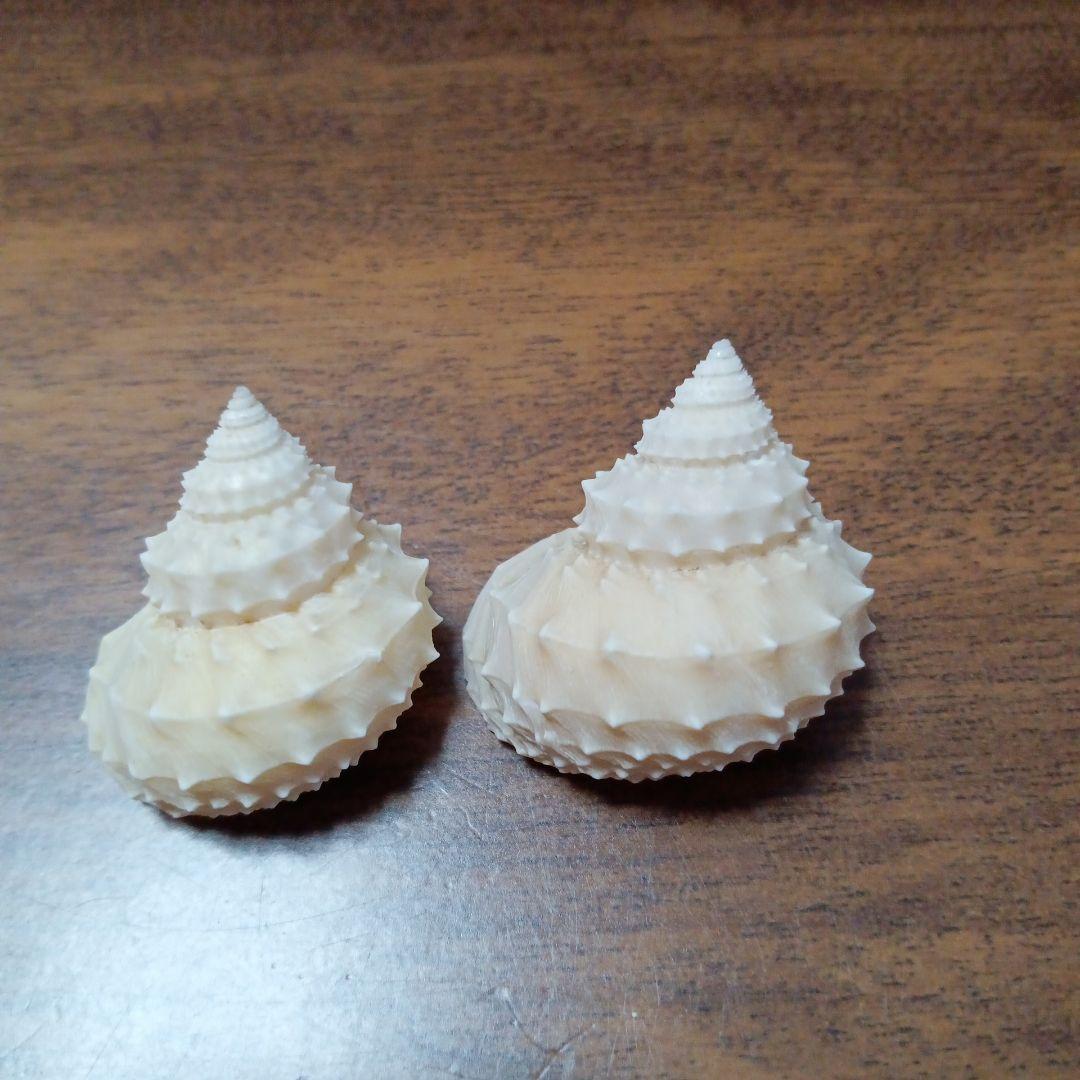 貝殻標本　イガギンエビス