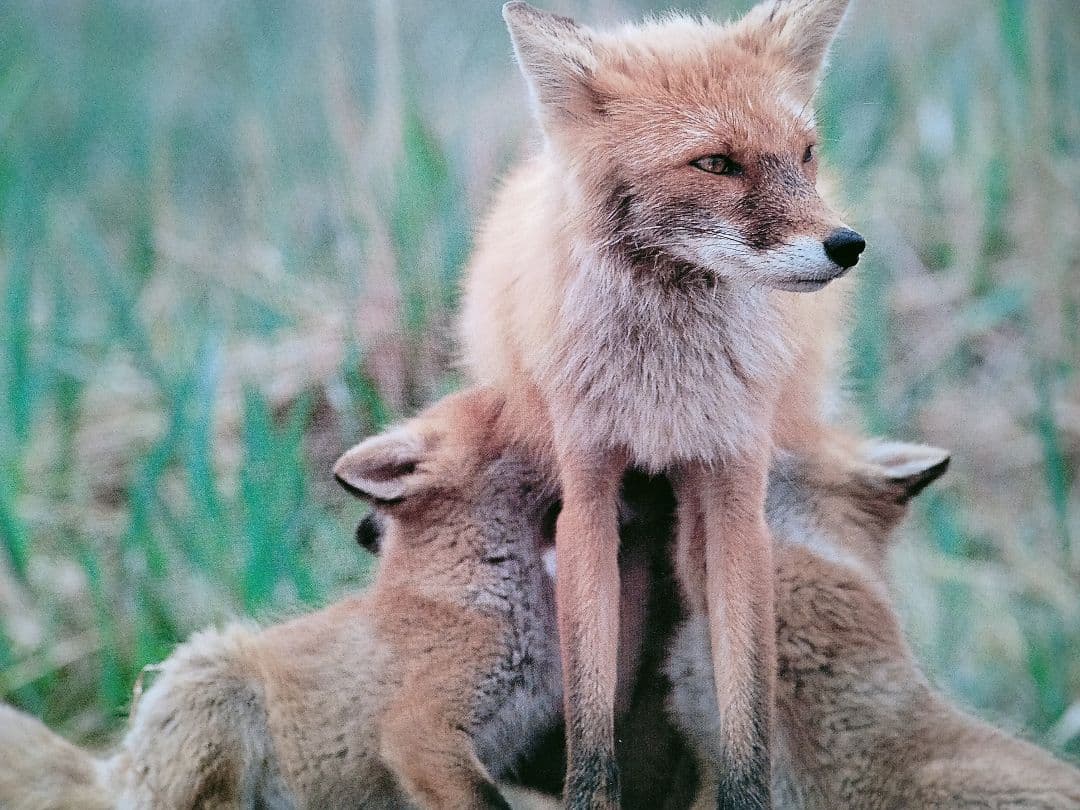 ロイヤルコペンハーゲン フィギュリン リヤドロ