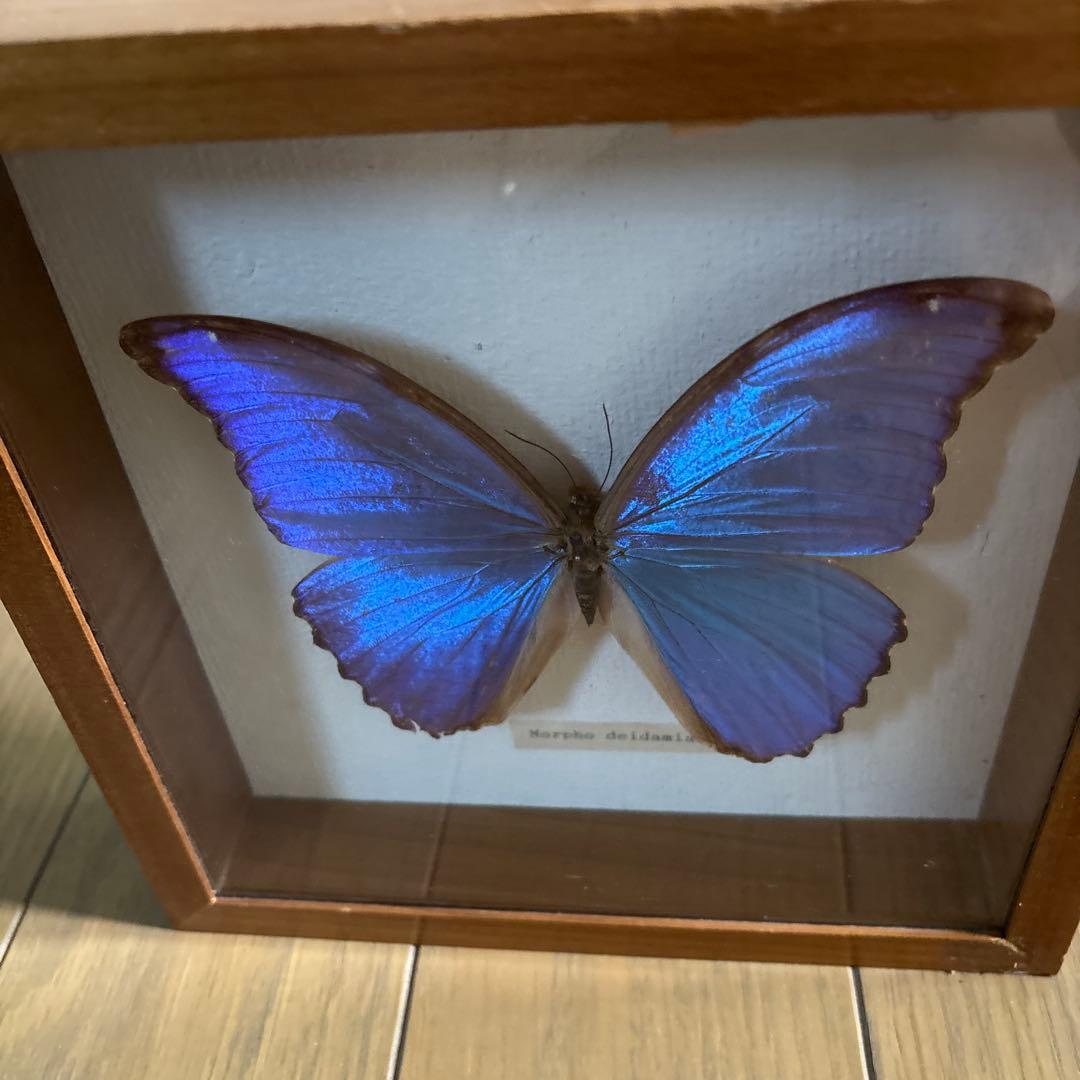 Morpho deidamia 蝶標本 木製フレーム付き
