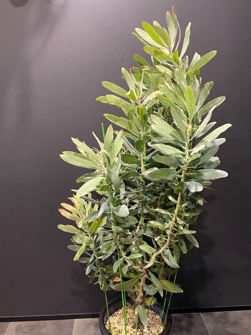 プロテア スサラ 8号 大苗 鉢植え 苗 オージー ネイティブ プランツ
