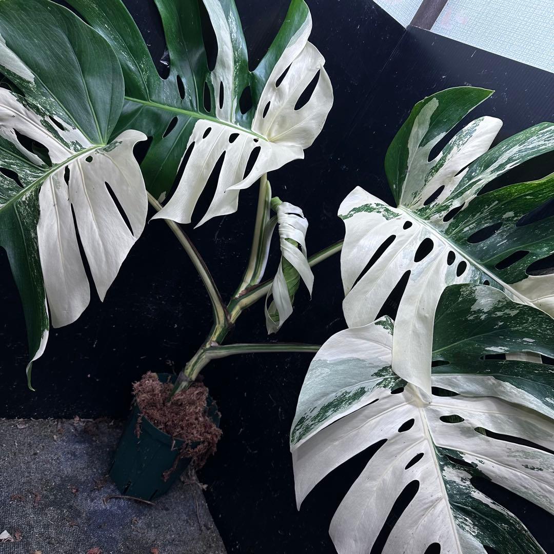 き*き様 斑入りモンステラ ホワイトタイガー極美大株84cm白斑多