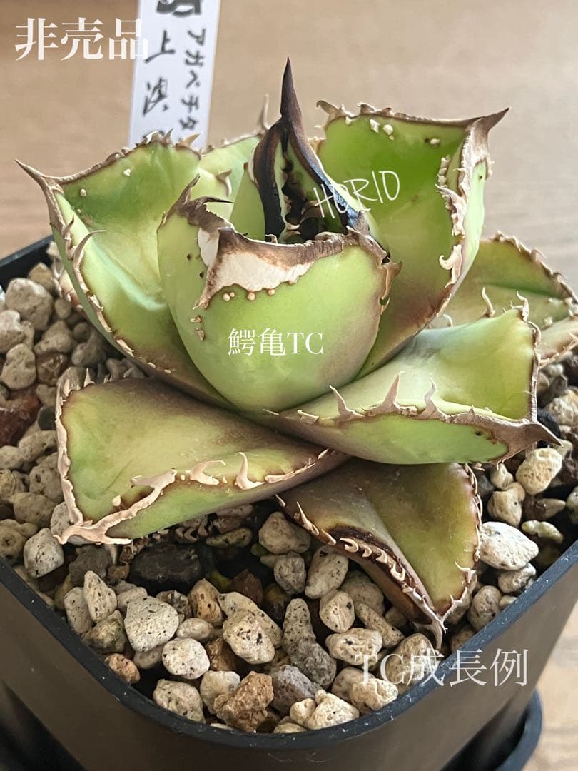 激レア【匿名配送】③ぶつぶつ　アガベ　鰐亀錦　覆輪斑　白覆輪　TC