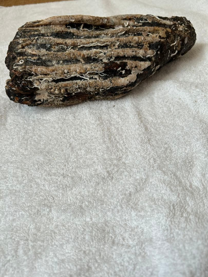 マンモス　ナウマンゾウ　化石　臼歯