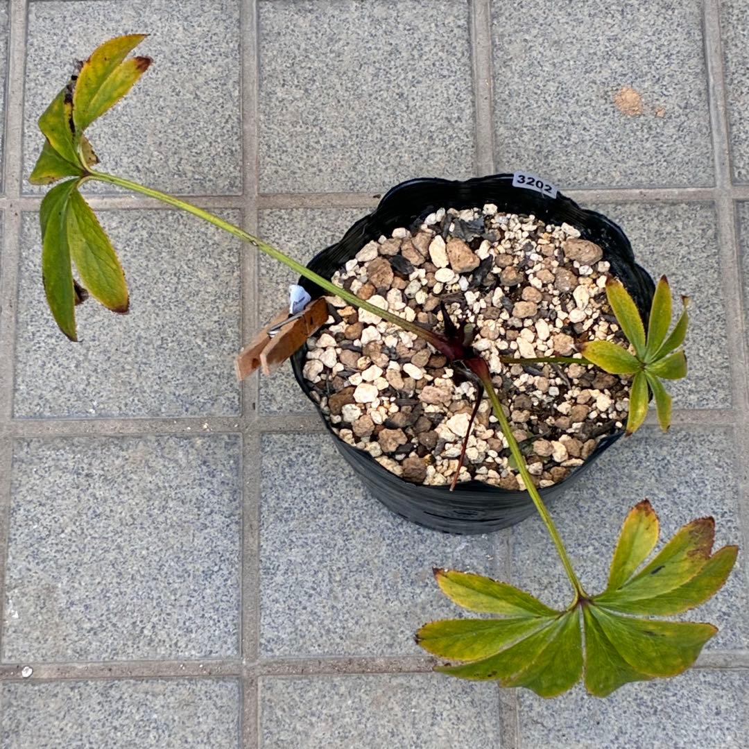 ヒ*ロ様 ☘️逞しい☘️根パンパン❤️沢山新芽❤️3202⭐️透明感ピンク⭐️ダ