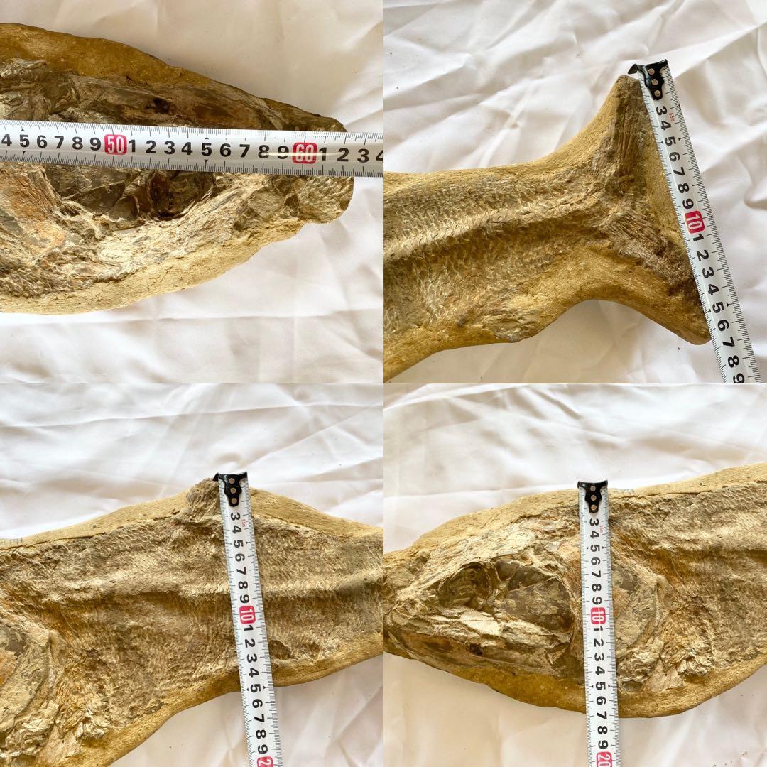 ブラジル産　魚の化石　重さ6.1kg 長さ64.2cm 幅17.5cm ③