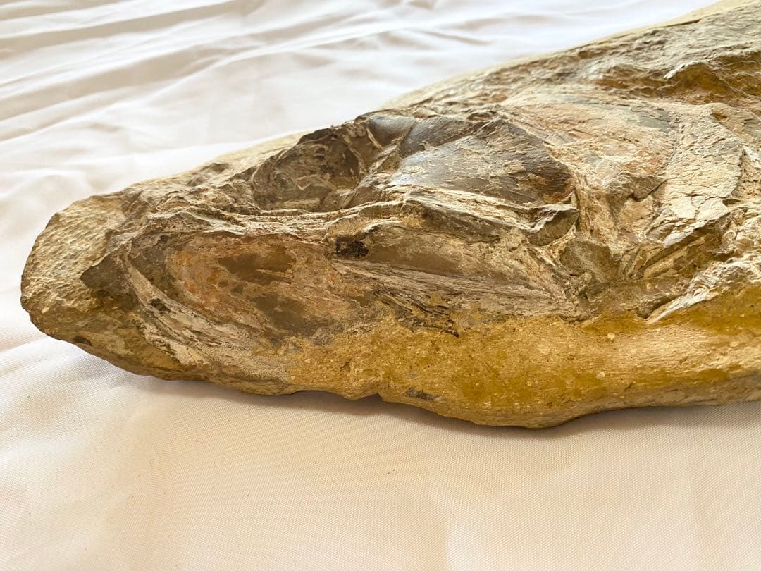ブラジル産　魚の化石　重さ6.1kg 長さ64.2cm 幅17.5cm ③