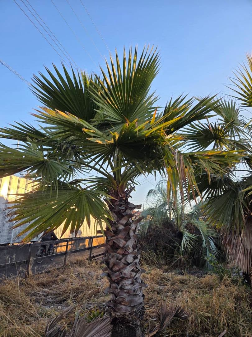 大きめのソテツ 観葉植物ソテツ　ディクソニア　ワシントンヤシ　ココスヤシ
