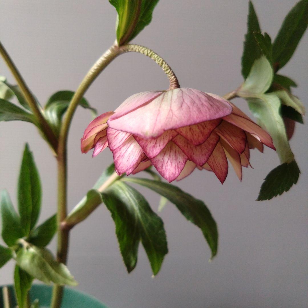 クリスマスローズ　多弁系　ダークピンクピコティdd　開花株