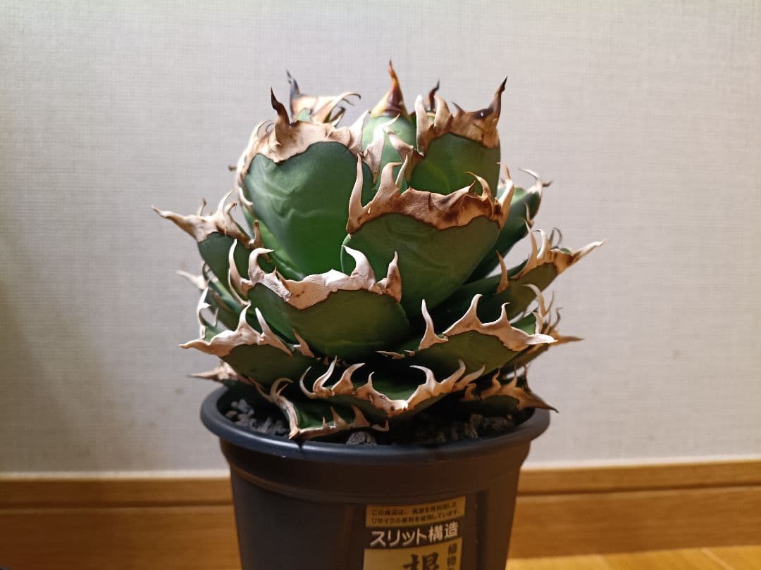 アガベチタノタレッドキャットウィーズル　赤猫　大株特選　オテロイ