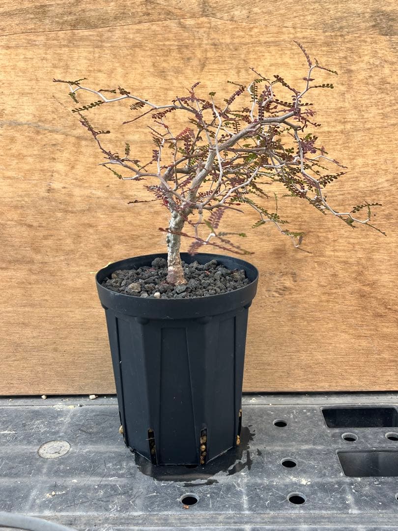 オペルクリカリア　パキプス　実生株