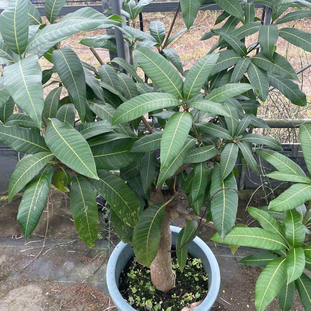 マンゴー苗　品種　キーツ　12号特大