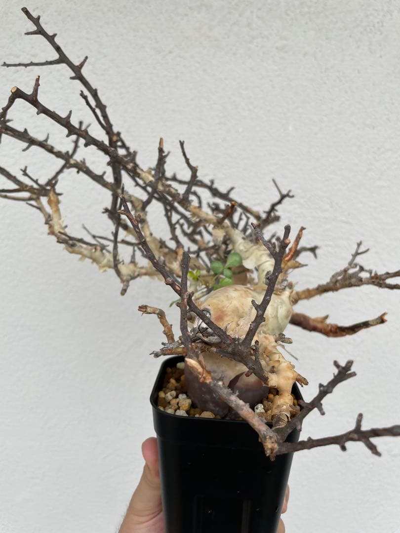 コミフォラ　カタフ　ピュア