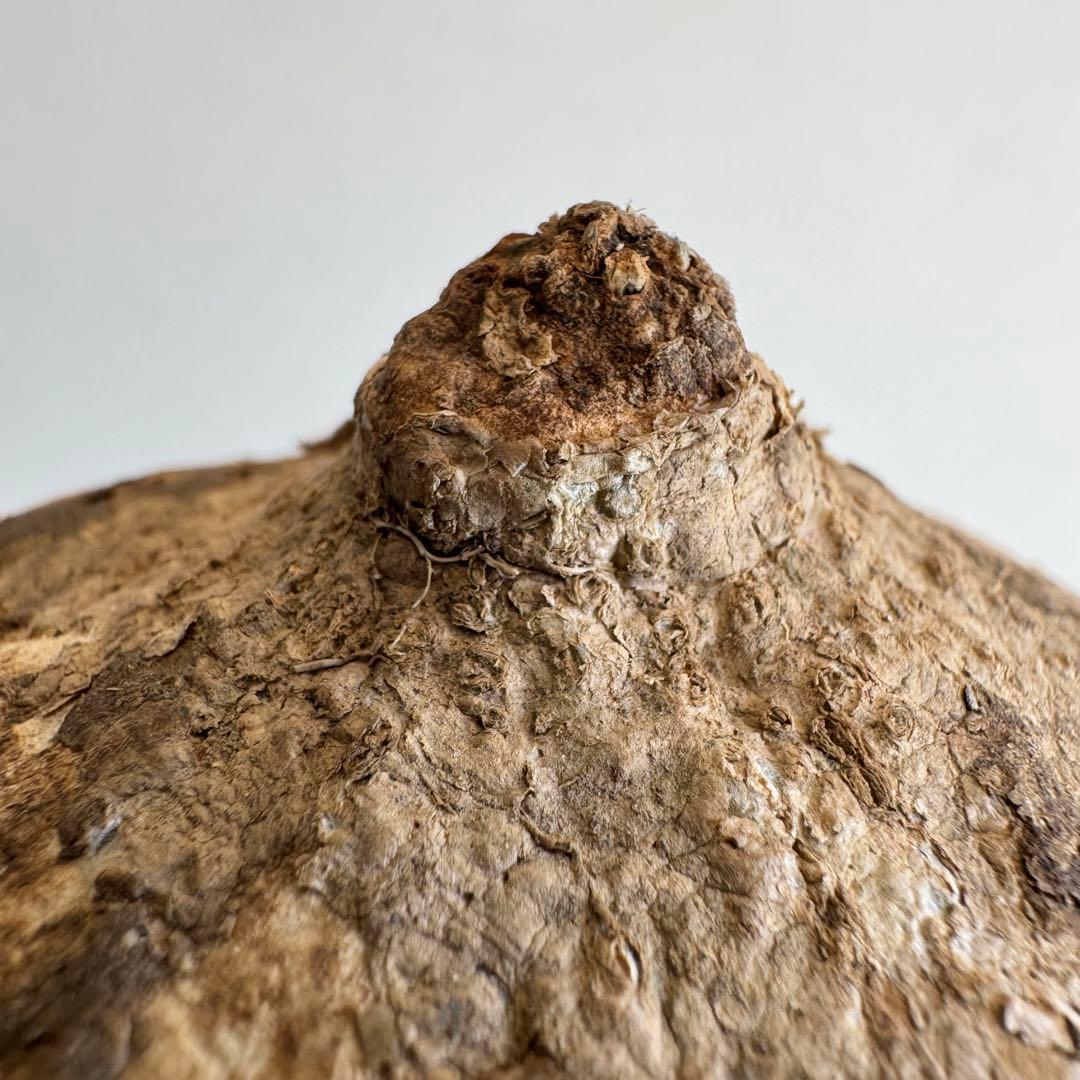 12.アデニア・オバタ 輸入直後ベアルート株　Adenia Ovata