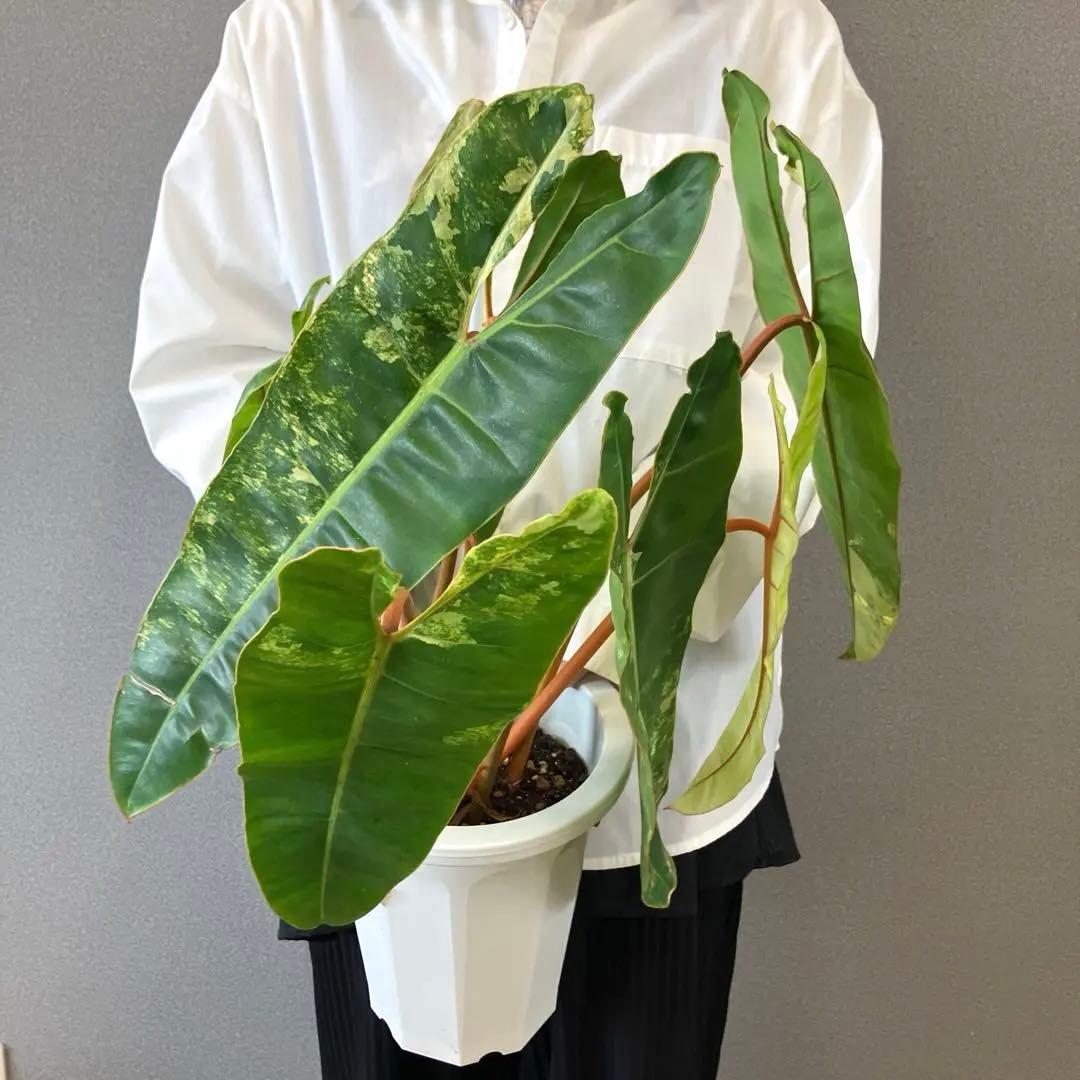 超絶希少❗️サイズ大❗️フィロデンドロン　ビレッティア　斑入り✨