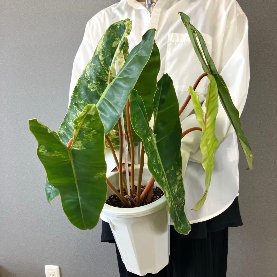 超絶希少❗️サイズ大❗️フィロデンドロン　ビレッティア　斑入り✨