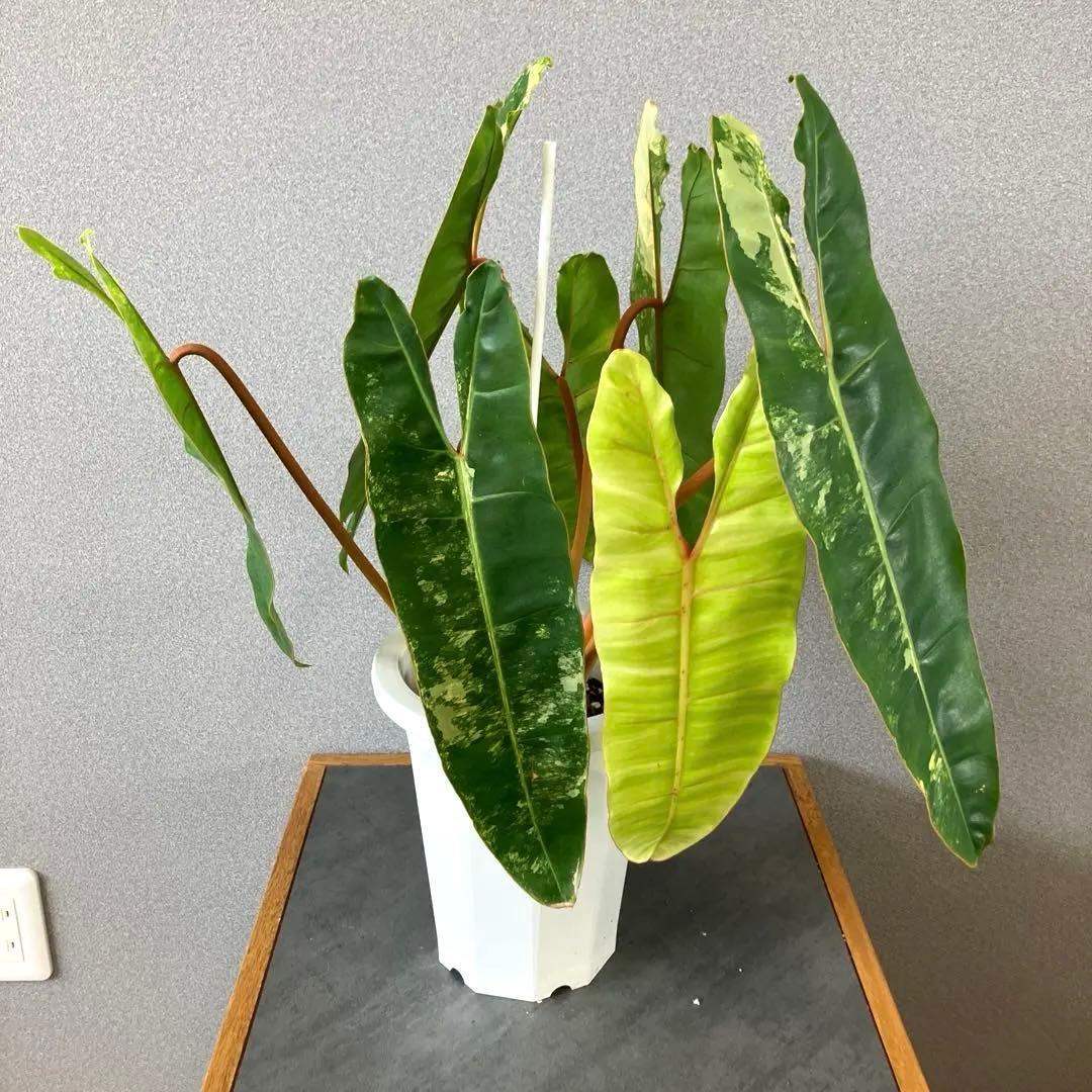 超絶希少❗️サイズ大❗️フィロデンドロン　ビレッティア　斑入り✨