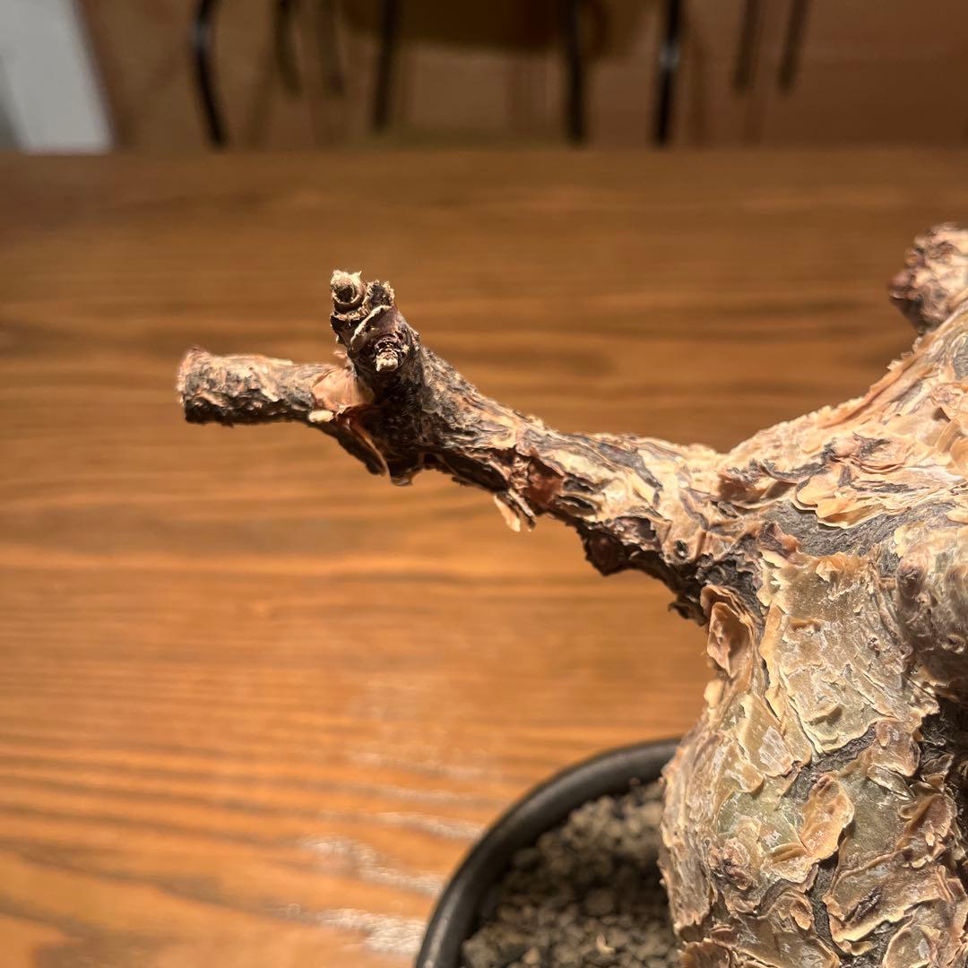 コミフォラ　グイドッティ　灌木　良型　発根済　現地球