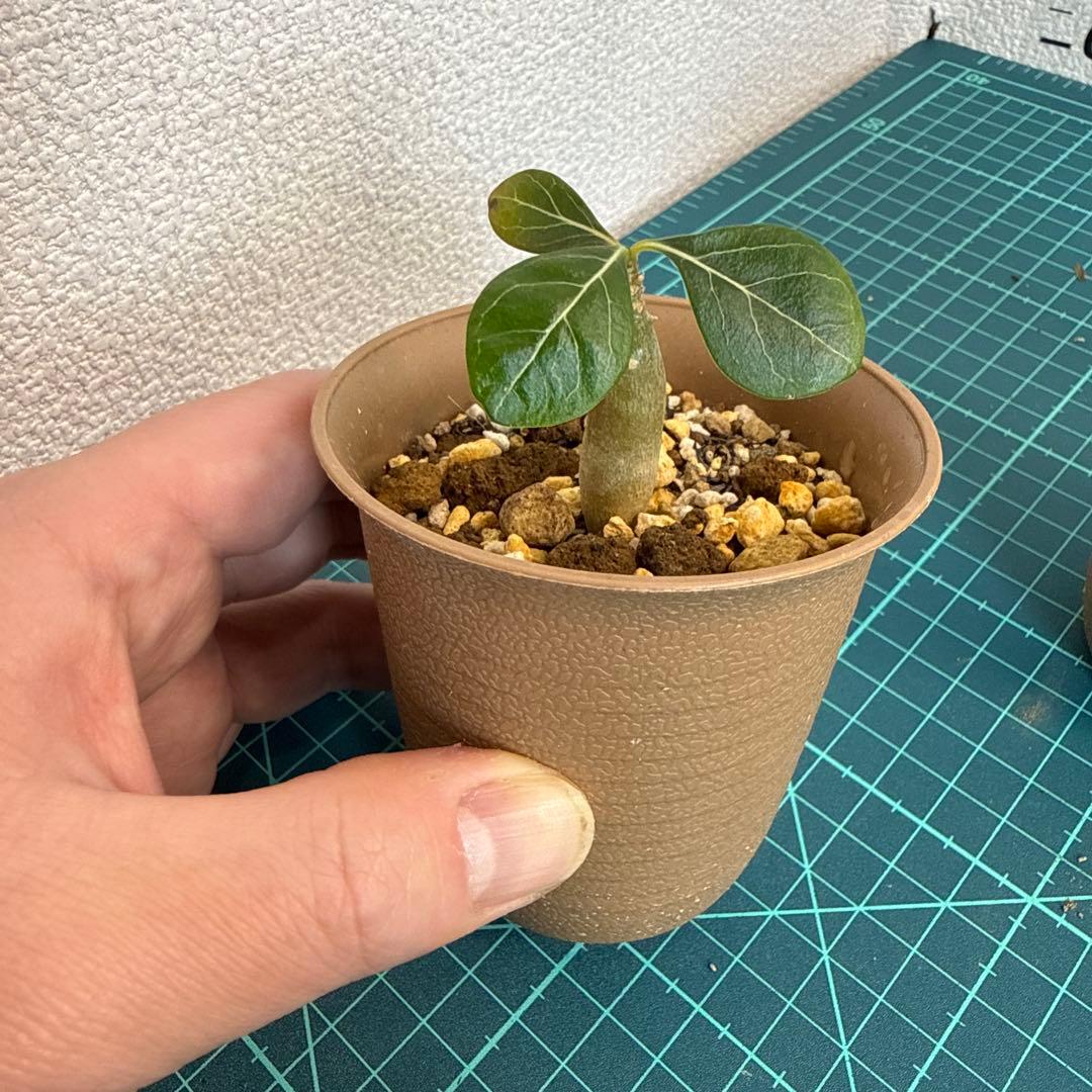 アデニウム ソコトラナム (EU輸入株) ミニ 2株