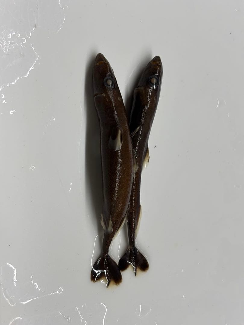 ツラナガコビトザメ2匹液浸標本