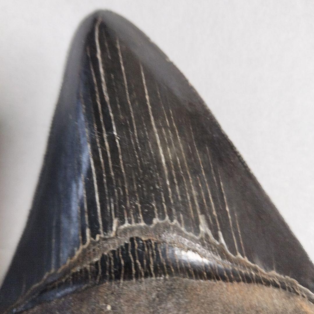 メガドロン　化石　歯　標本　鉱物