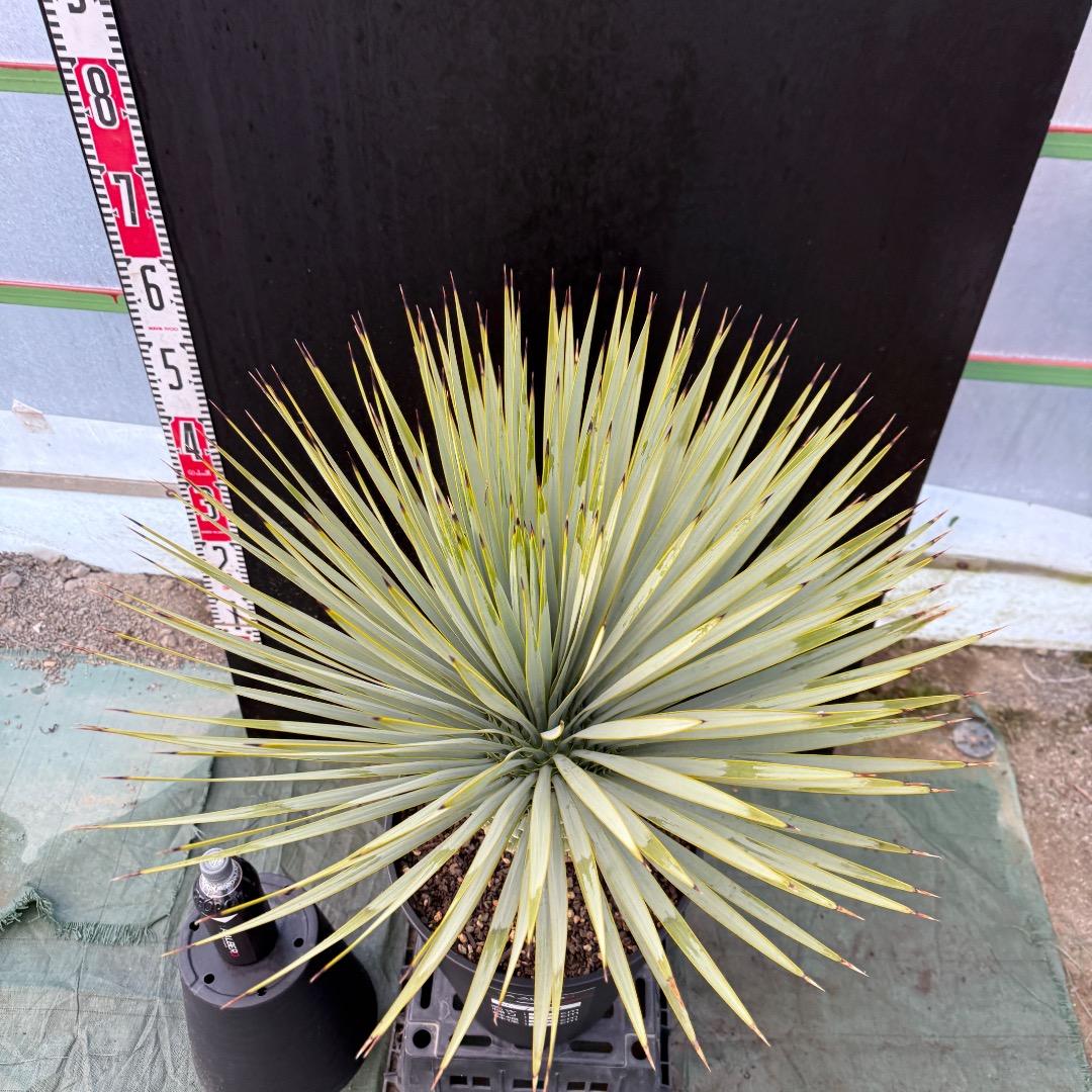 【AL1101】ユッカ　ロストラータ　超美形