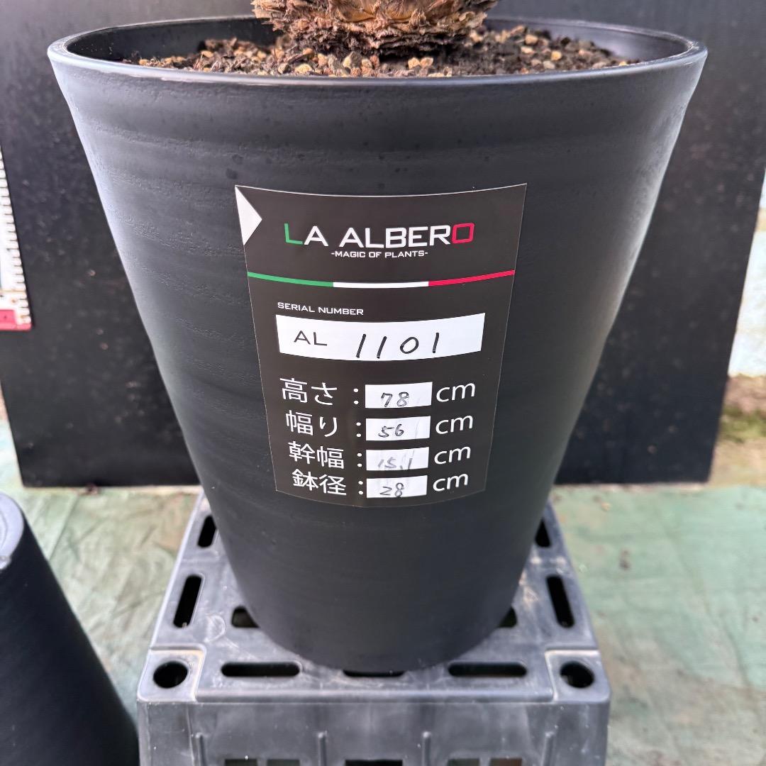 【AL1101】ユッカ　ロストラータ　超美形