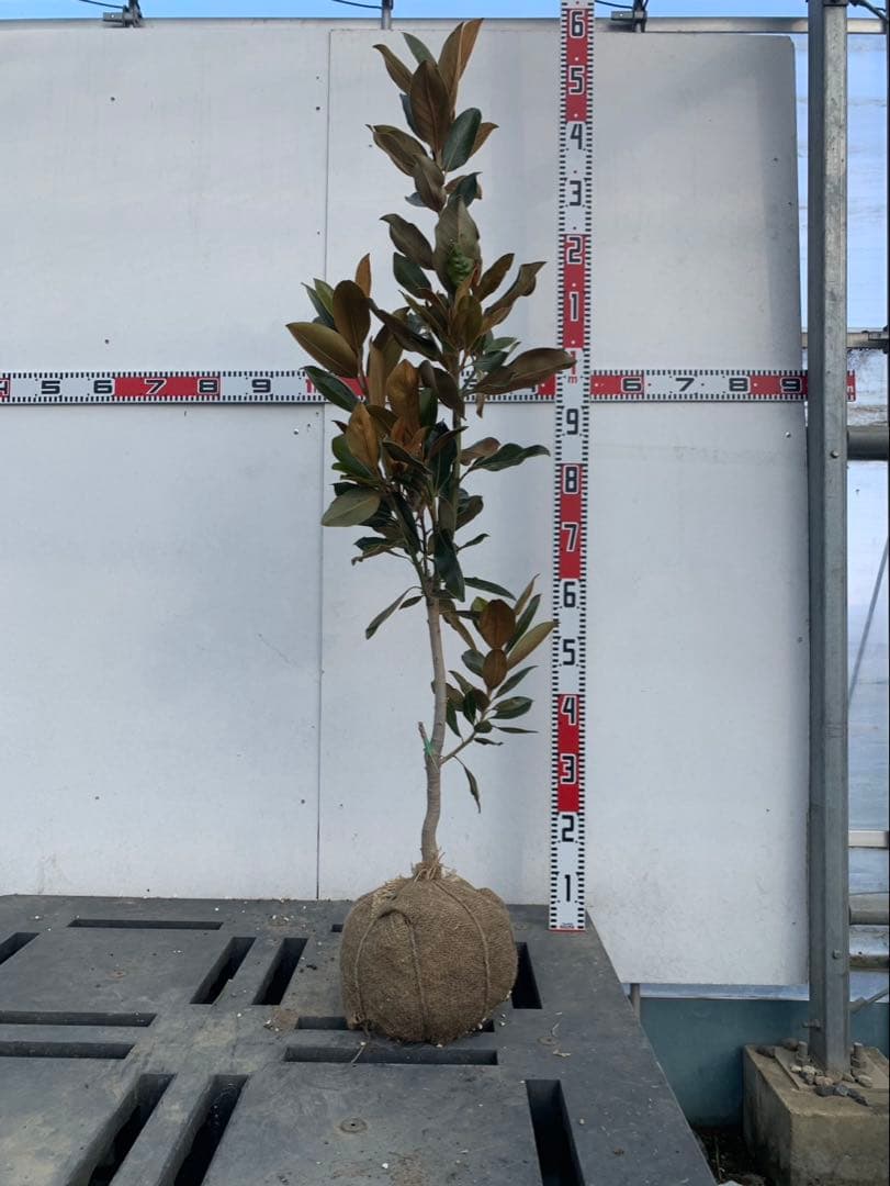 タイサンボク　リトルジェム