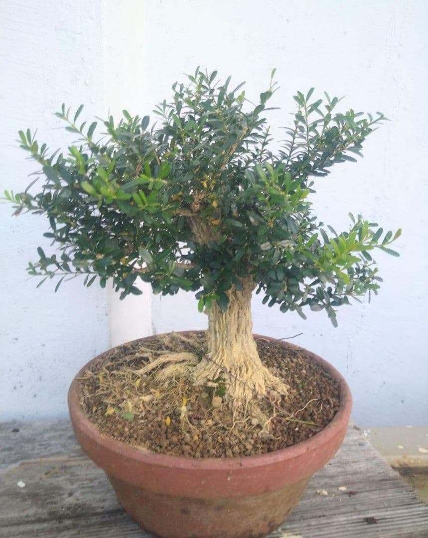 沖縄産　タイワンツゲ盆栽