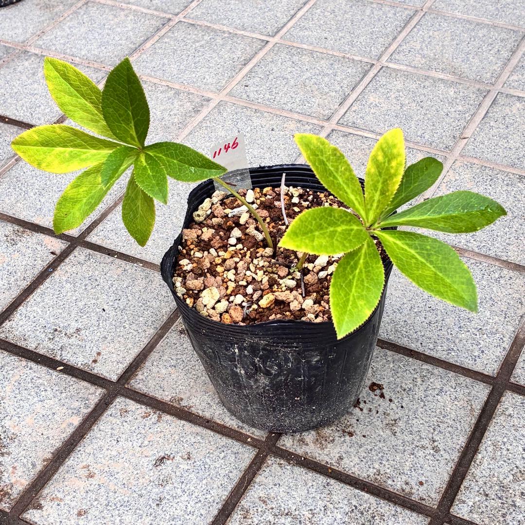 ま*️様 1146❤️甘い香り❤️まるで香水❤️【2023年NO1良質な香り部門