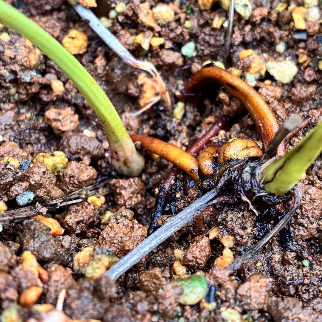 ま*️様 1146❤️甘い香り❤️まるで香水❤️【2023年NO1良質な香り部門