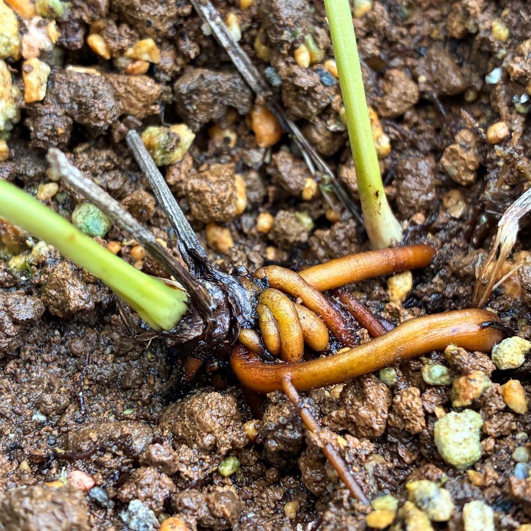 ま*️様 1146❤️甘い香り❤️まるで香水❤️【2023年NO1良質な香り部門