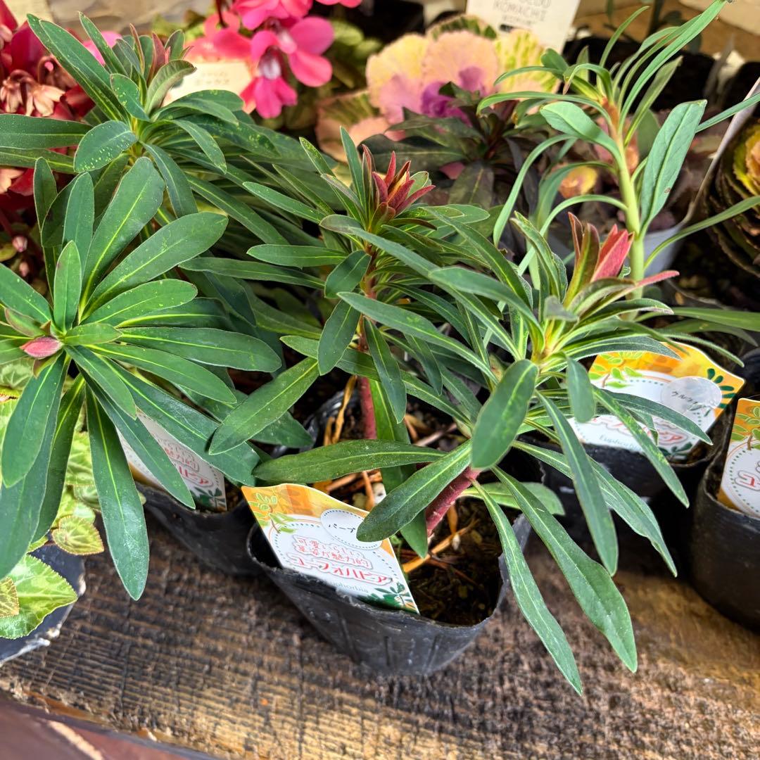 y*a様 ガーデニング　完品&おつとめ品 てんこ盛りアソート