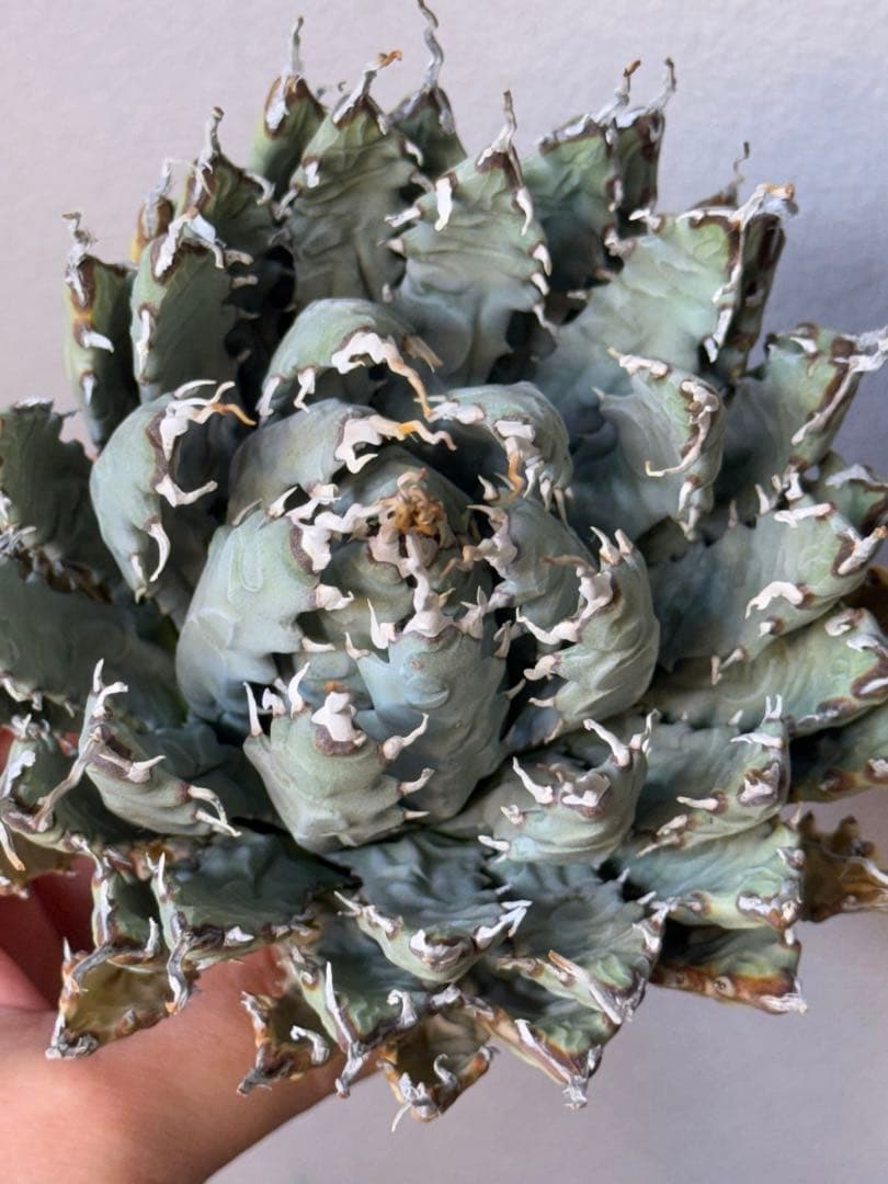 アガベ　ユタエンシス　エボリスピナ　陽炎