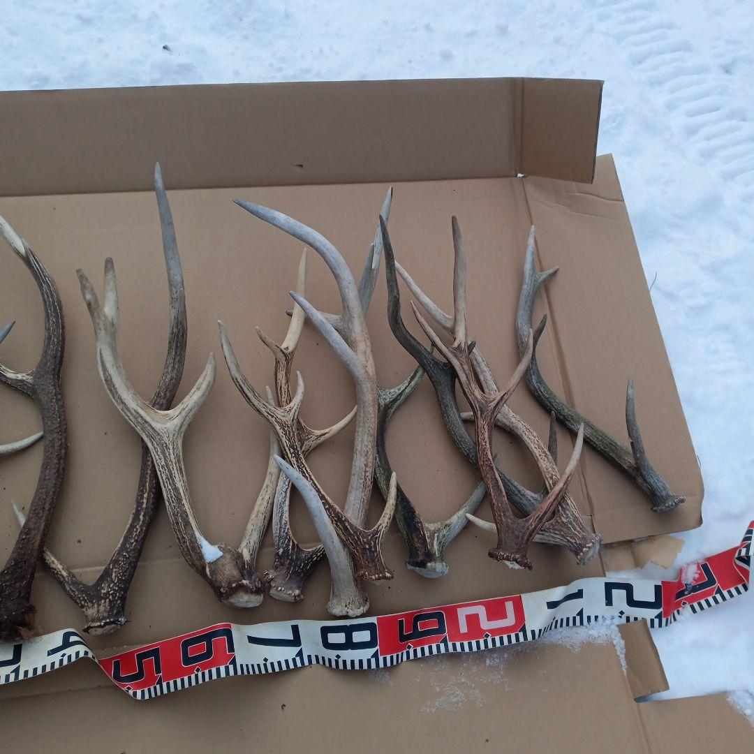 ク*ト様 鹿の角 犬おもちゃ 工芸品などにどうぞ ２４番