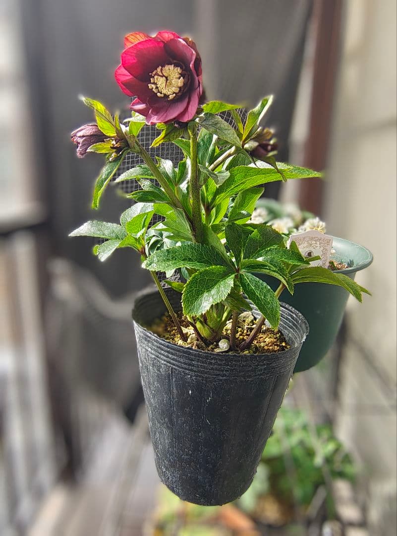 2619シャルウィダンス赤 ヒデコートhyb若泉ファーム クリスマスローズ開花株