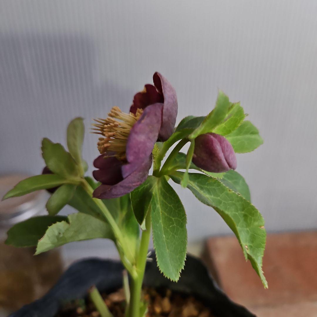 ★genta様お取置き苗✿㉖-73クリスマスローズ