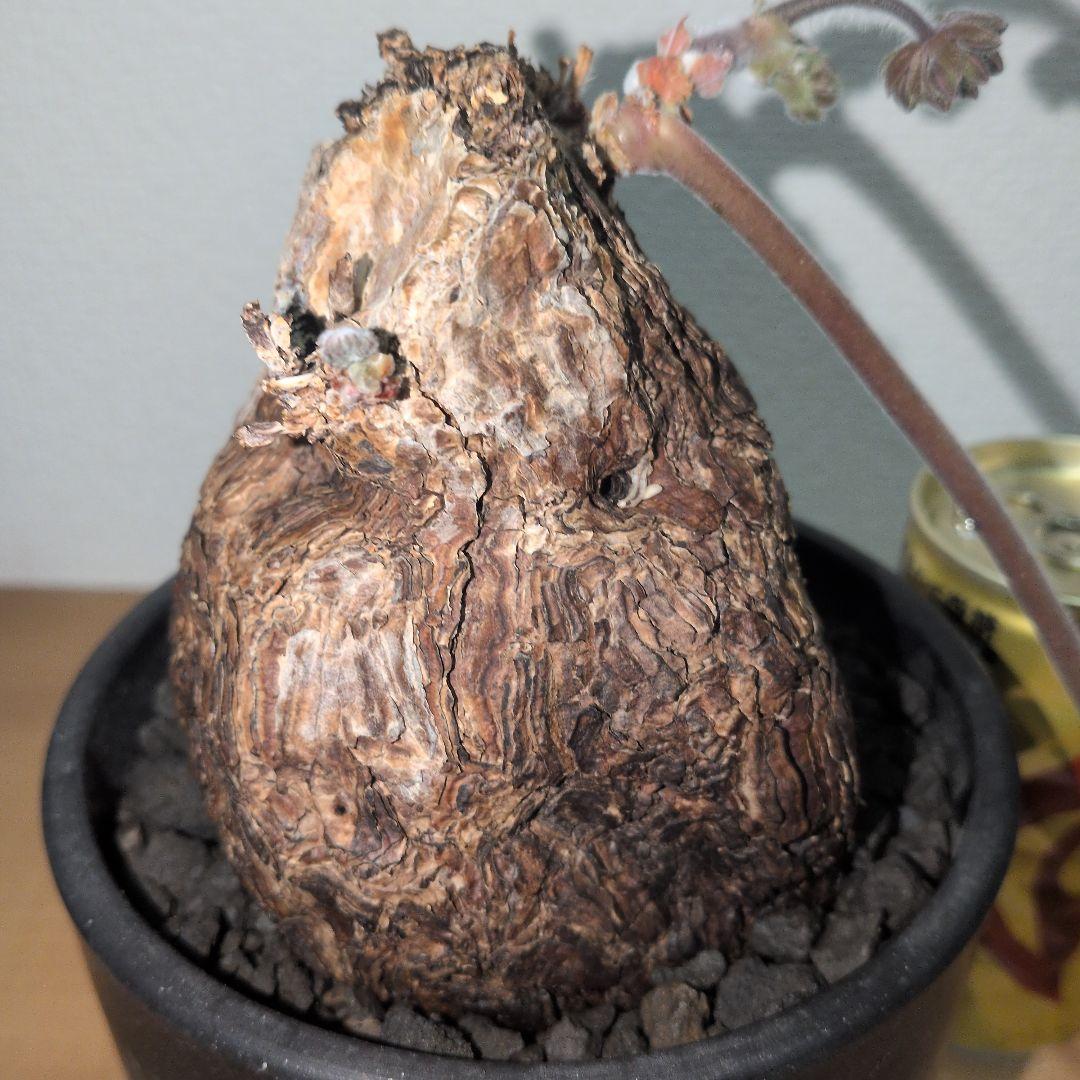 ペラルゴニウム　トリステ　大株 良型タイプ　現地球　発根株（鉢付き)