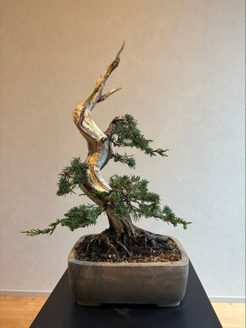 真柏　盆栽　神舎利　樹齢約45年