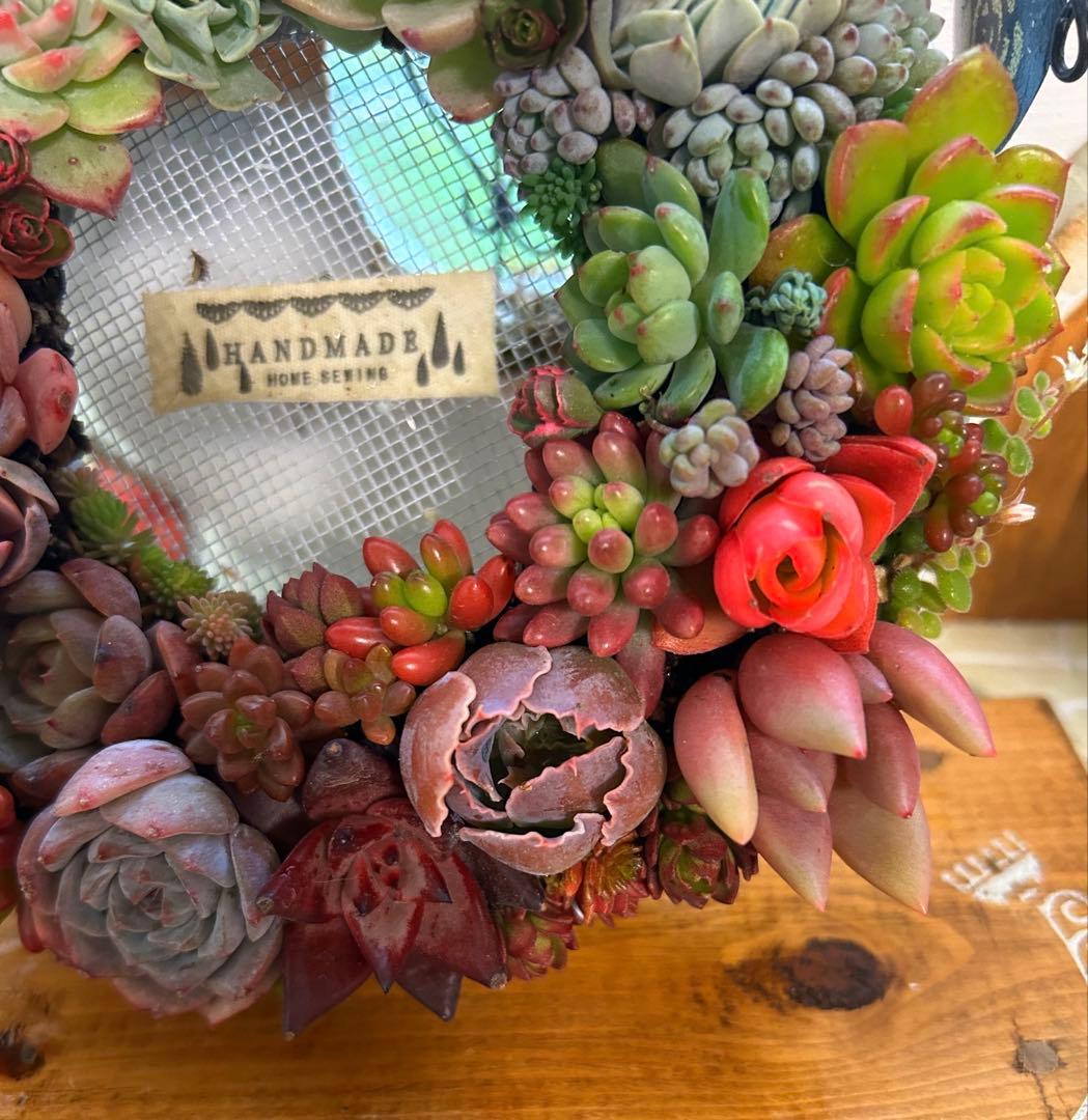 ❤️ Xmas SALE❤️多肉植物そのまま飾れる❤️多肉グラデーションリース❤️